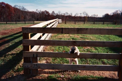 Four board Fence